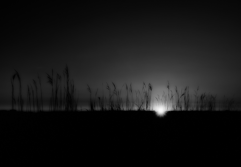 whispering marram grass 