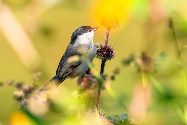Whispers of the Meadow