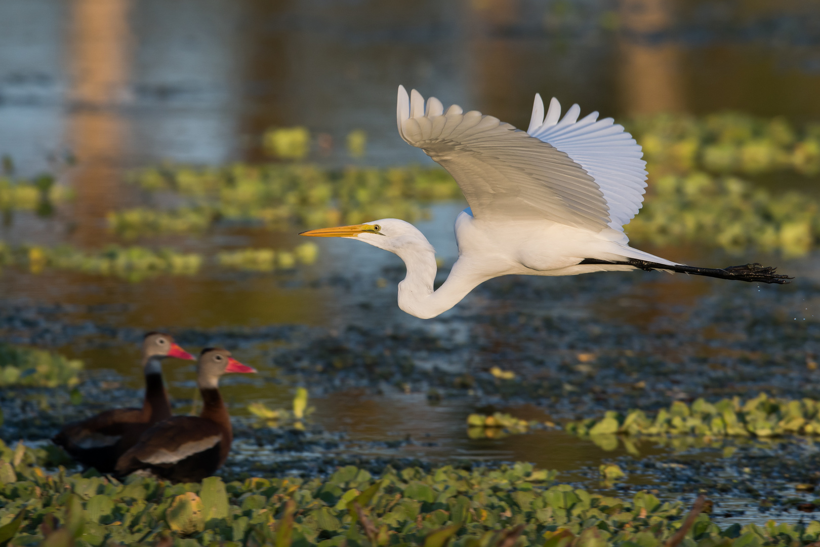 WHISTELING DUCKS ADMIRE A GREAT EGRET