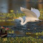 WHISTELING DUCKS ADMIRE A GREAT EGRET