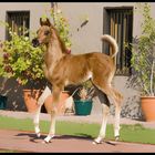 Whistlers Foal