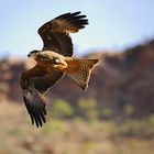 Whistling Kite