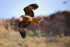 Whistling Kite