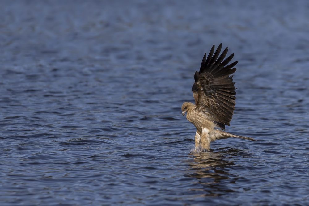 Whistling Kite auf der Jagd