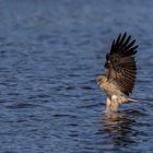 Whistling Kite auf der Jagd