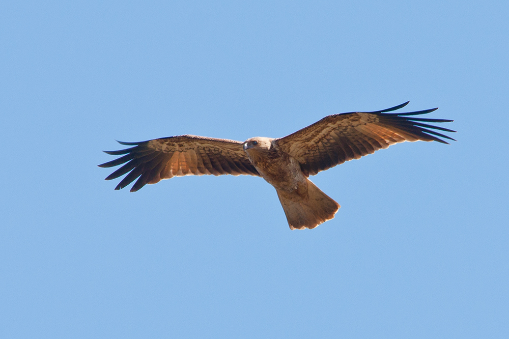 Whistling Kite