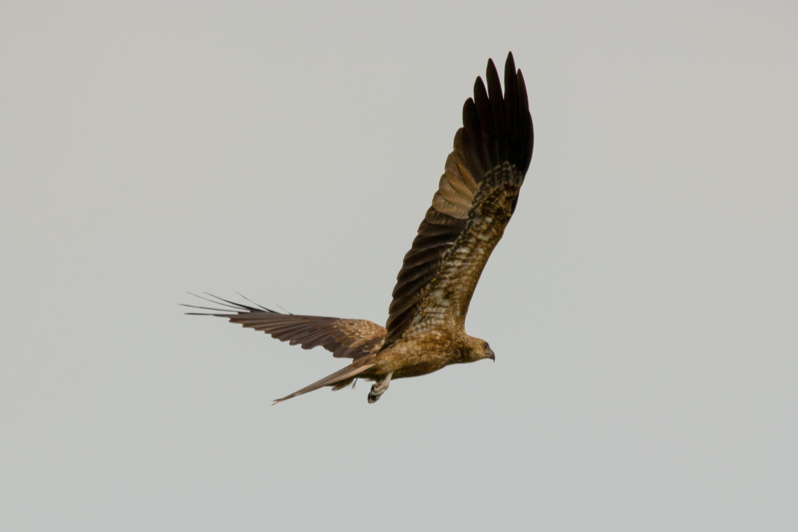 Whistling Kite (Haliastur sphenurus)