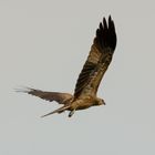 Whistling Kite (Haliastur sphenurus)