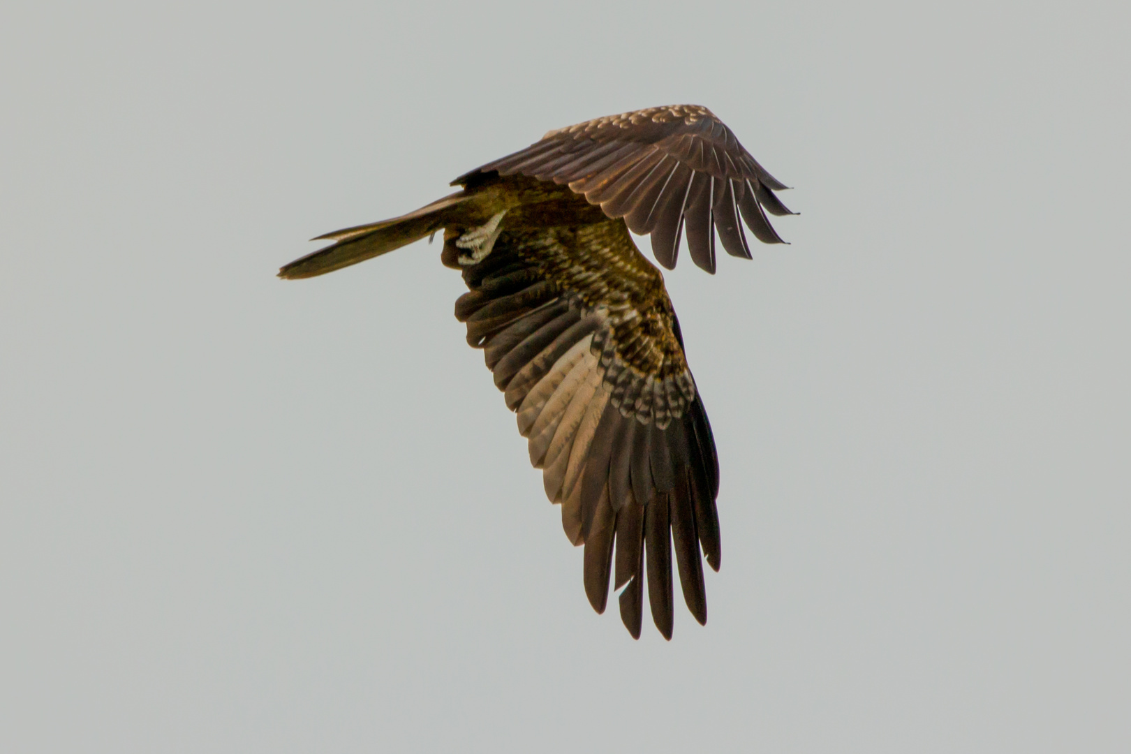 Whistling Kite (Haliastur sphenurus)