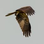 Whistling Kite (Haliastur sphenurus)