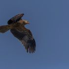 Whistling Kite (juv)