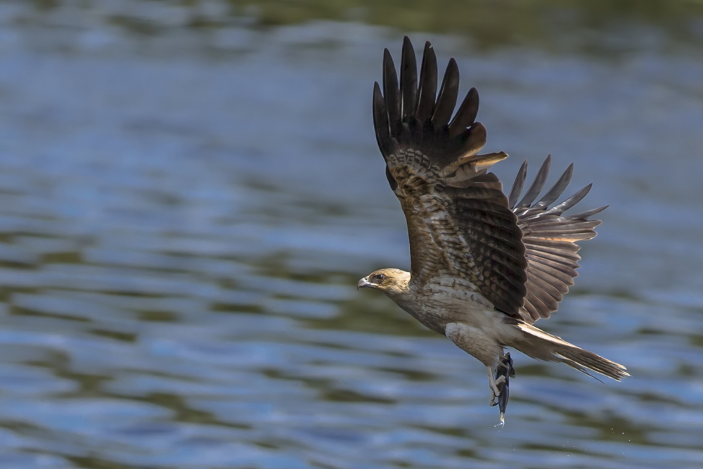 Whistling Kite mit Beute