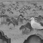 Whitby Cemetary