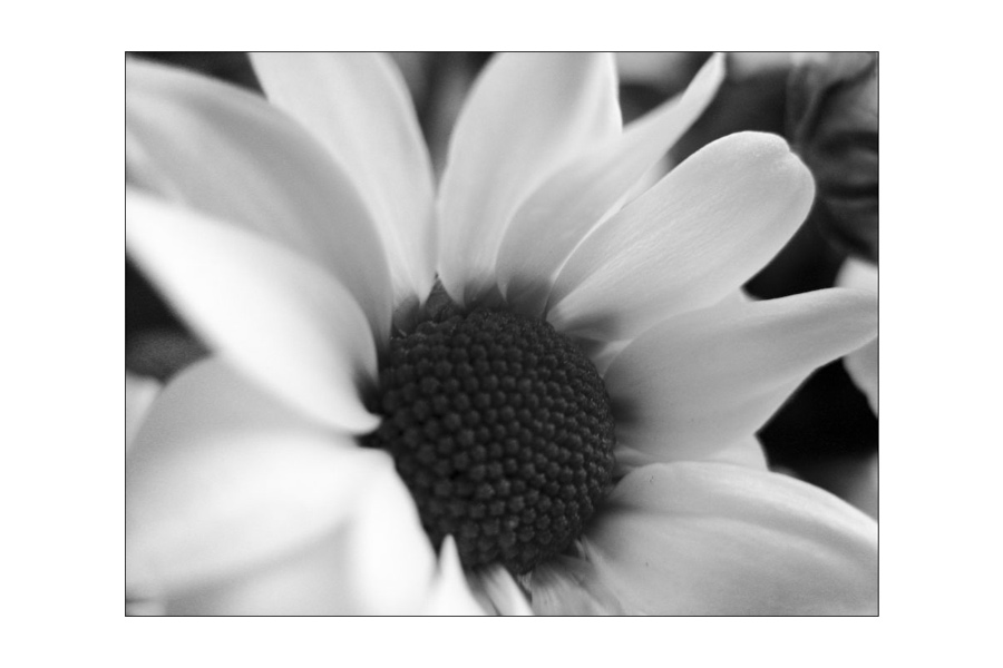 [ white ]