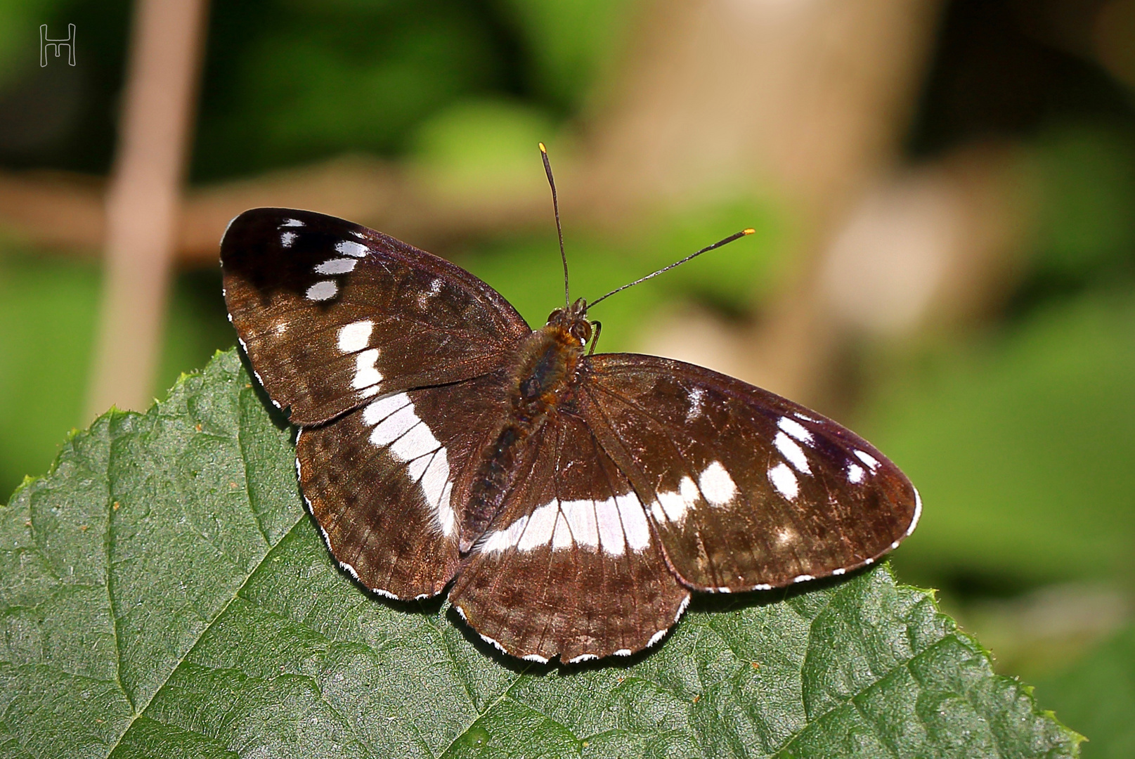 White Admiral