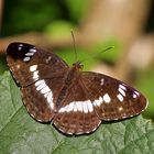 White Admiral