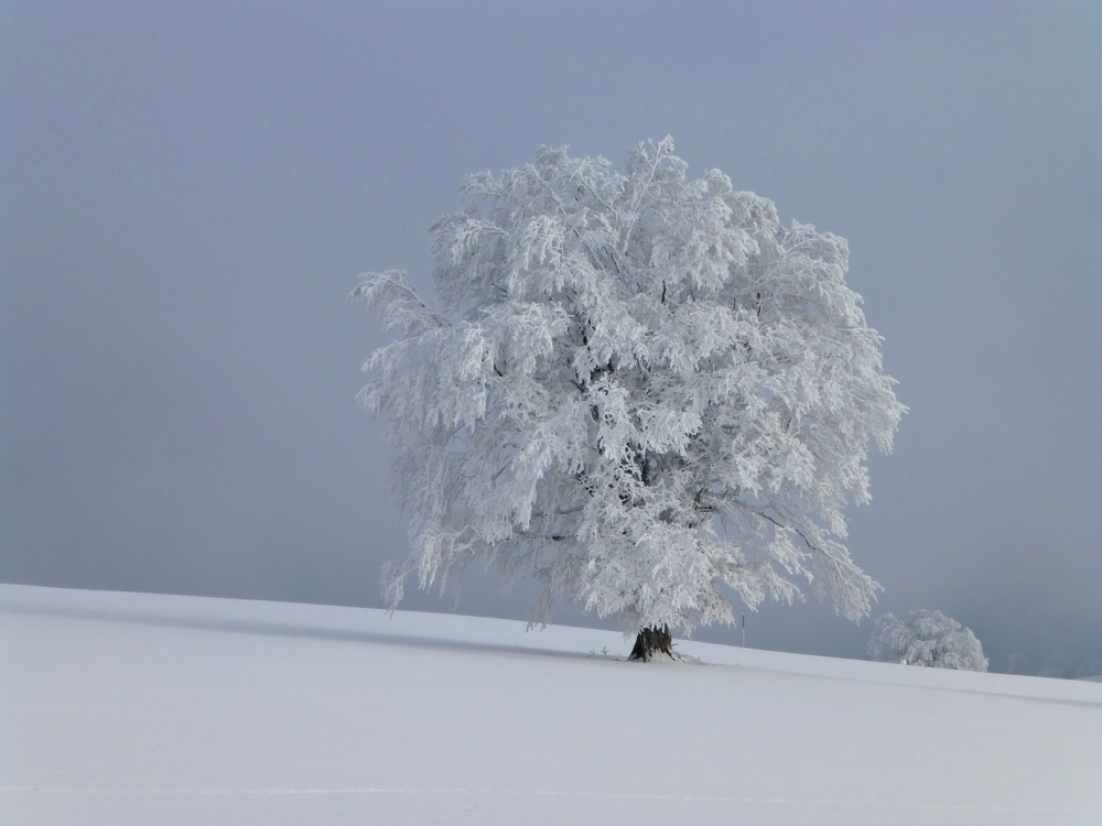 White ...after christmas