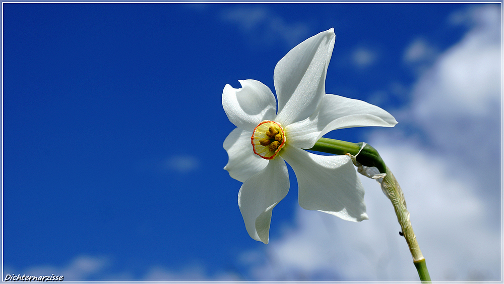 white and blue