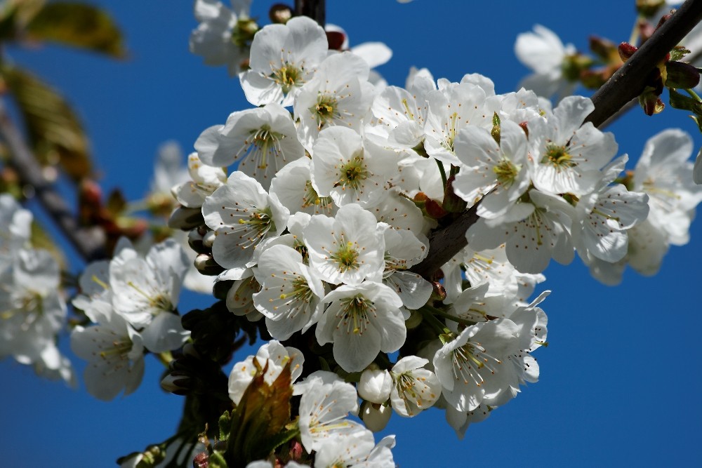 white and blue