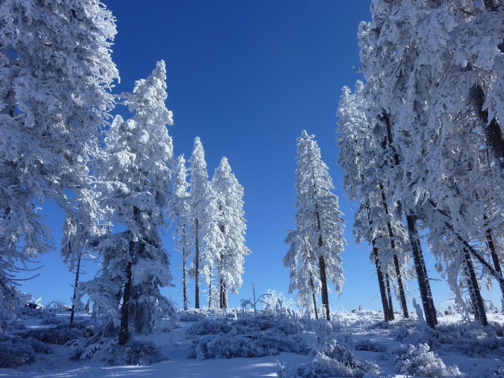 white and blue in nature