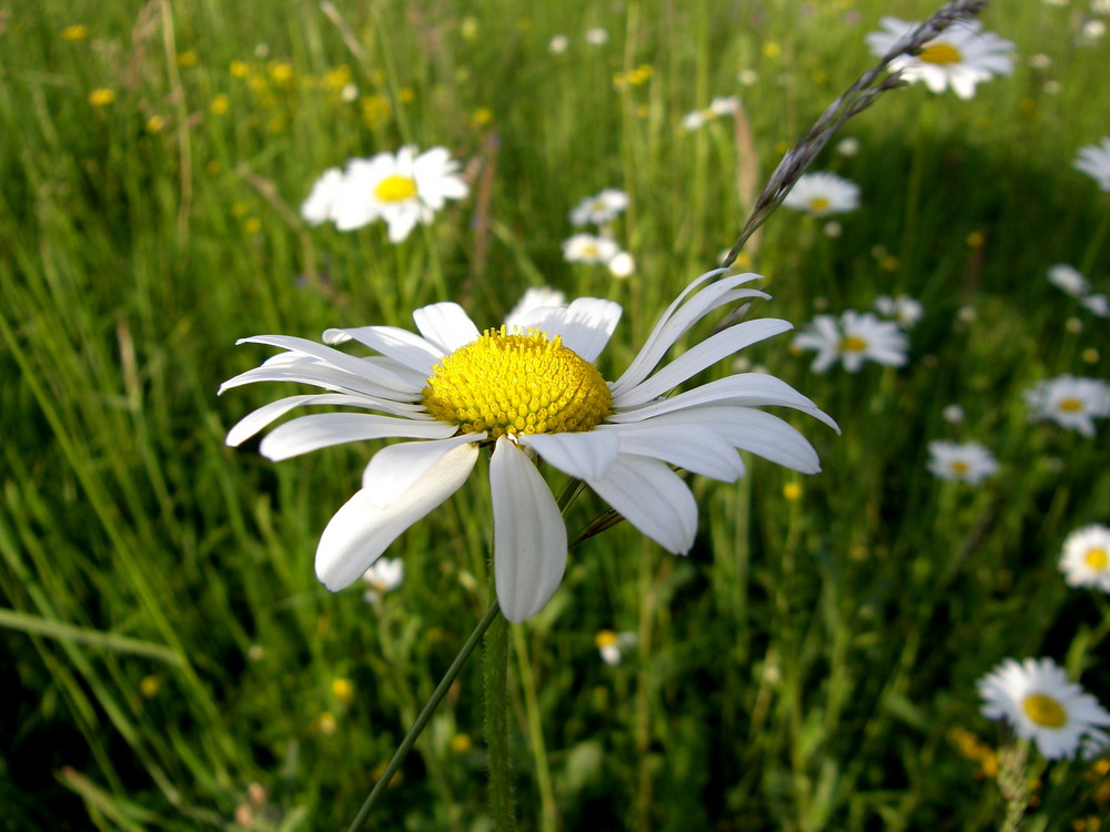 white and green