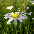 white and green