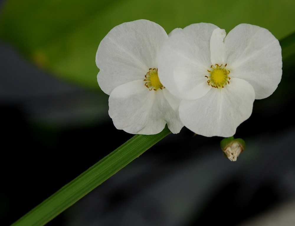 white and green