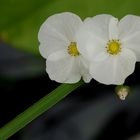 white and green