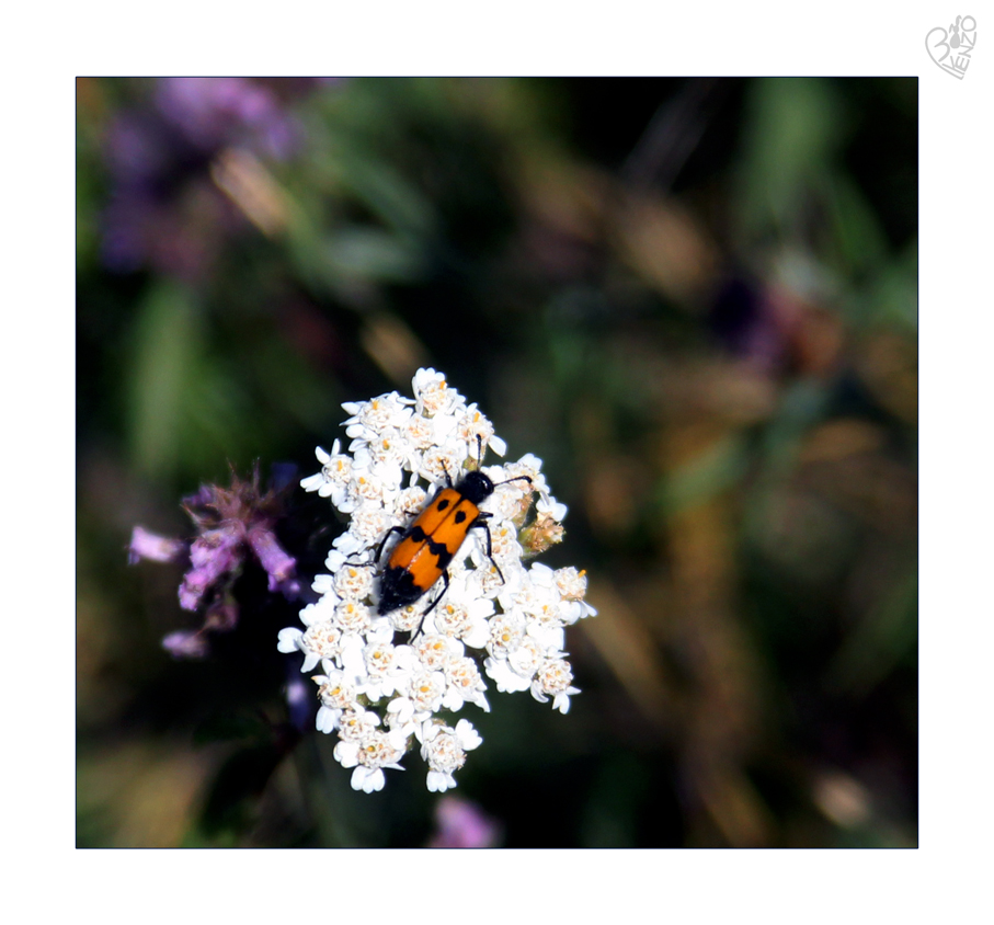 white and orange