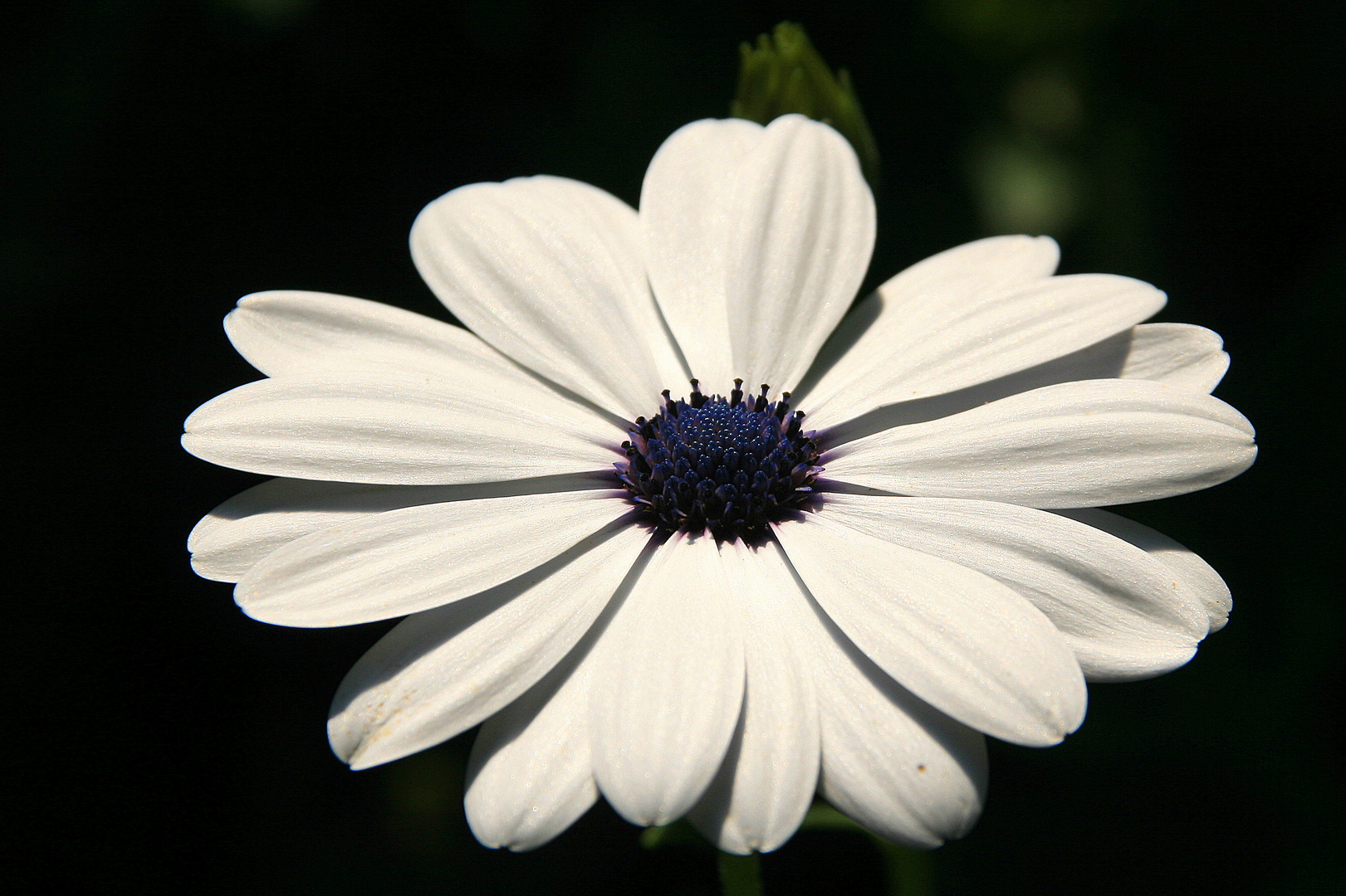 white and very blue