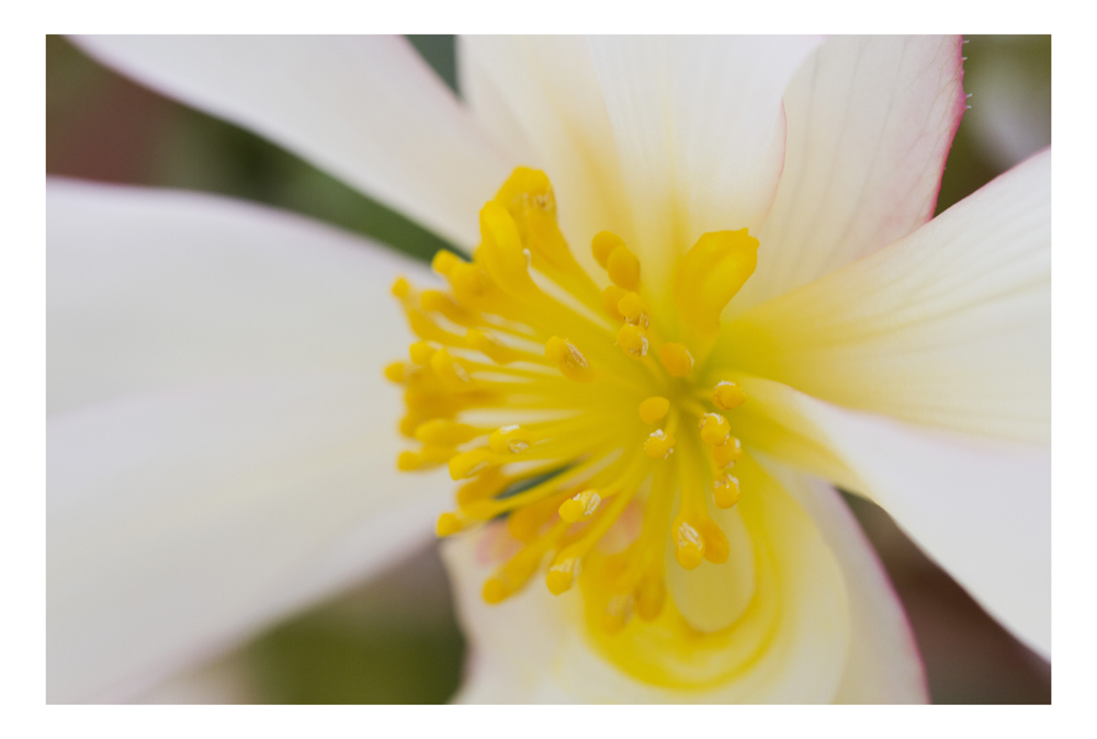 White and Yellow