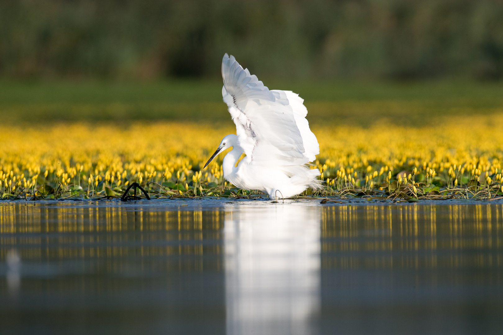 white and yellow