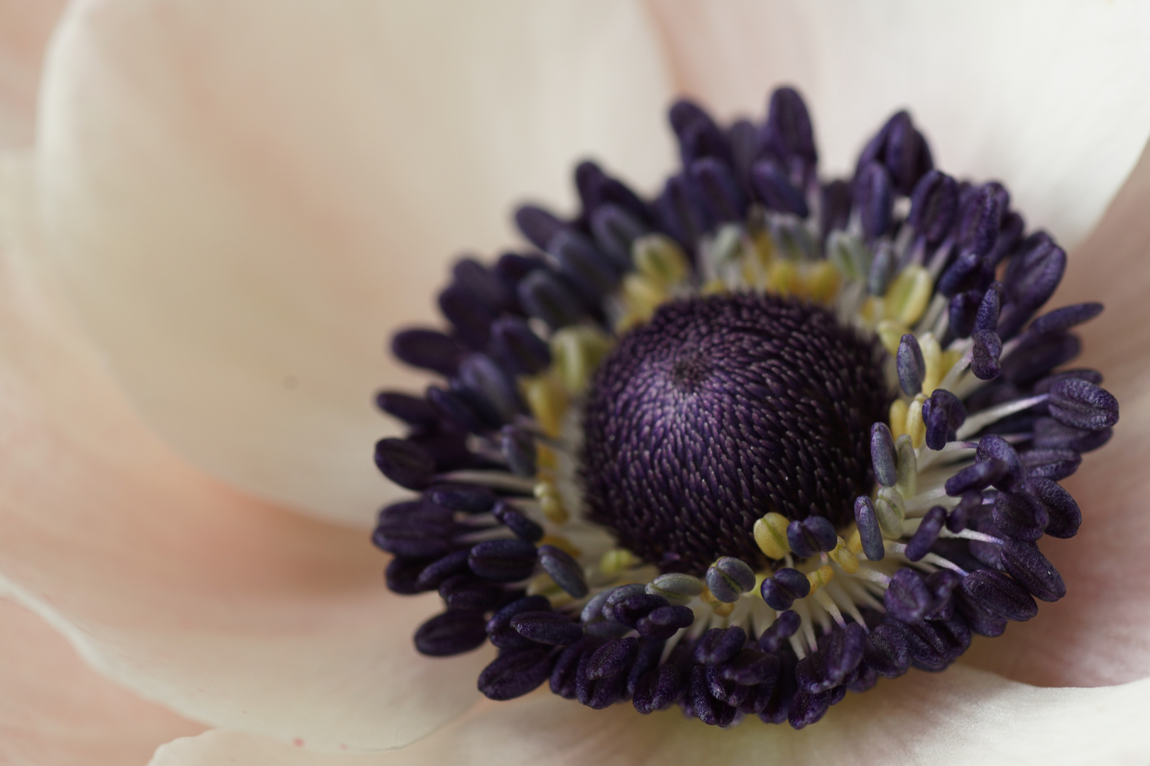 White Anemone !