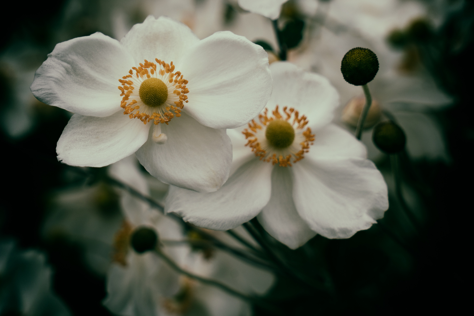 White Anemone