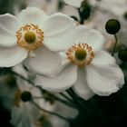 White Anemone
