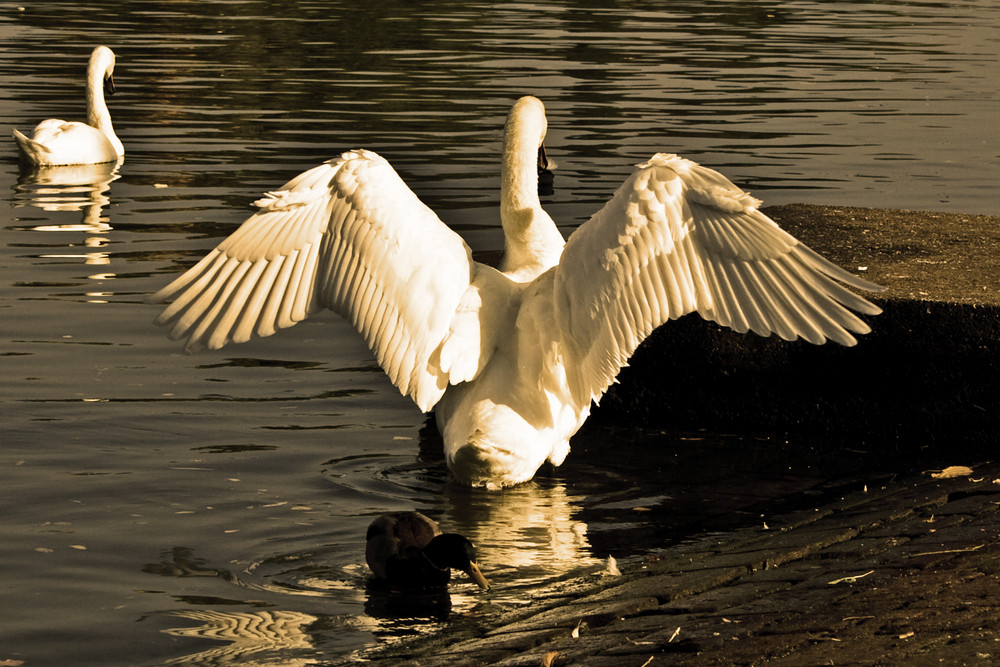 White Angel