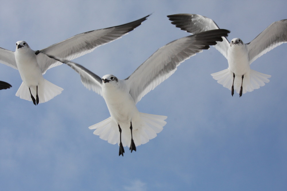 White Angels