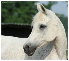 white arabian beauty