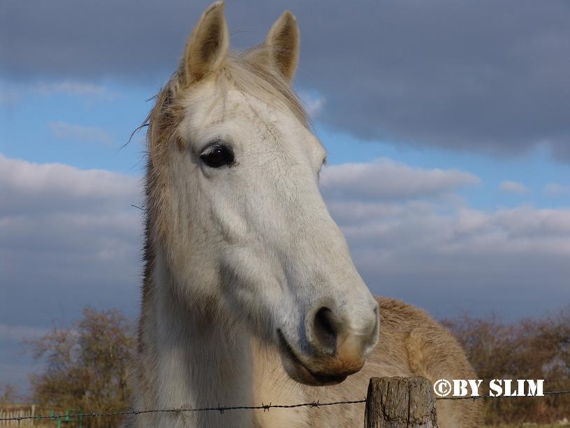 White arabian