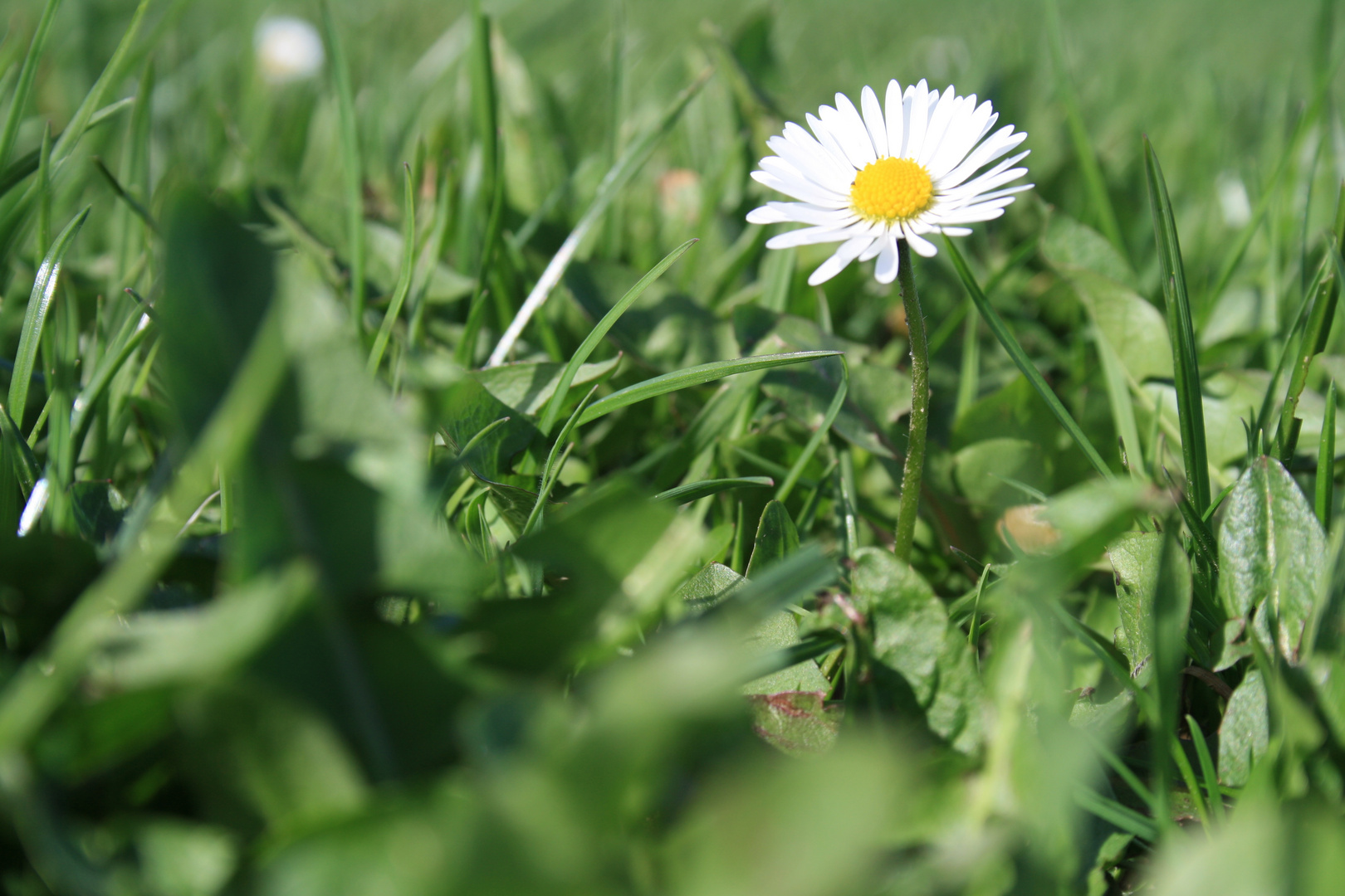 White as snow, yellow like the sun and as beautiful as you.