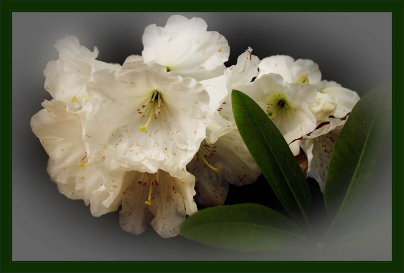 White Azalea