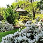 White Azaleas and the Korean Pavilion