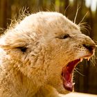 White baby lion