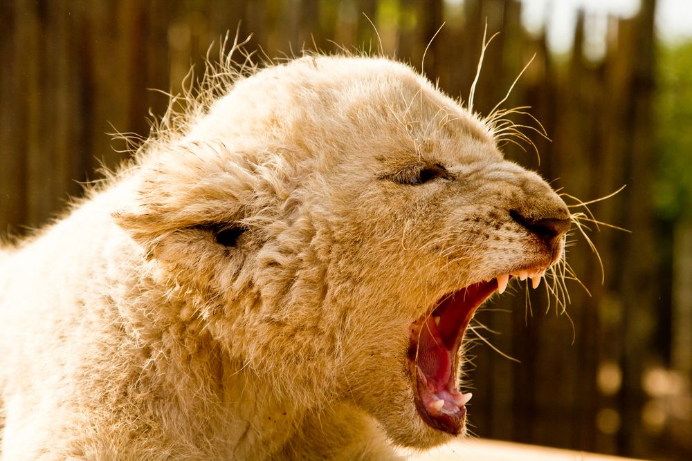 White baby lion von picmasta 