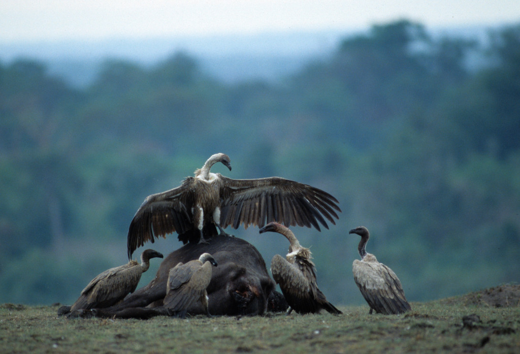 White-backed Vulture