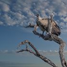 white-backed vulture