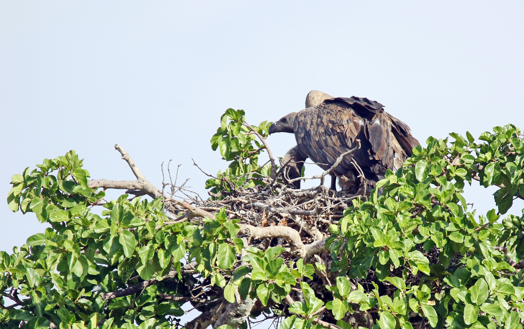 White-backed vulture (Gyps africanus)