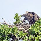 White-backed vulture (Gyps africanus)