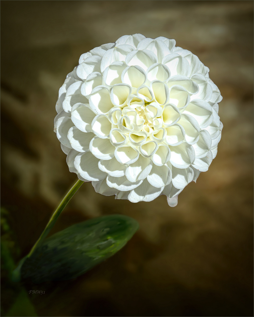 White Ball Dahlia Blossom