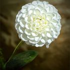 White Ball Dahlia Blossom